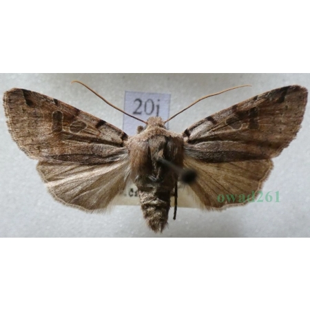 Agrochola litura (Linnaeus, 1758) Źrenicówka przecinkówka Czech20j